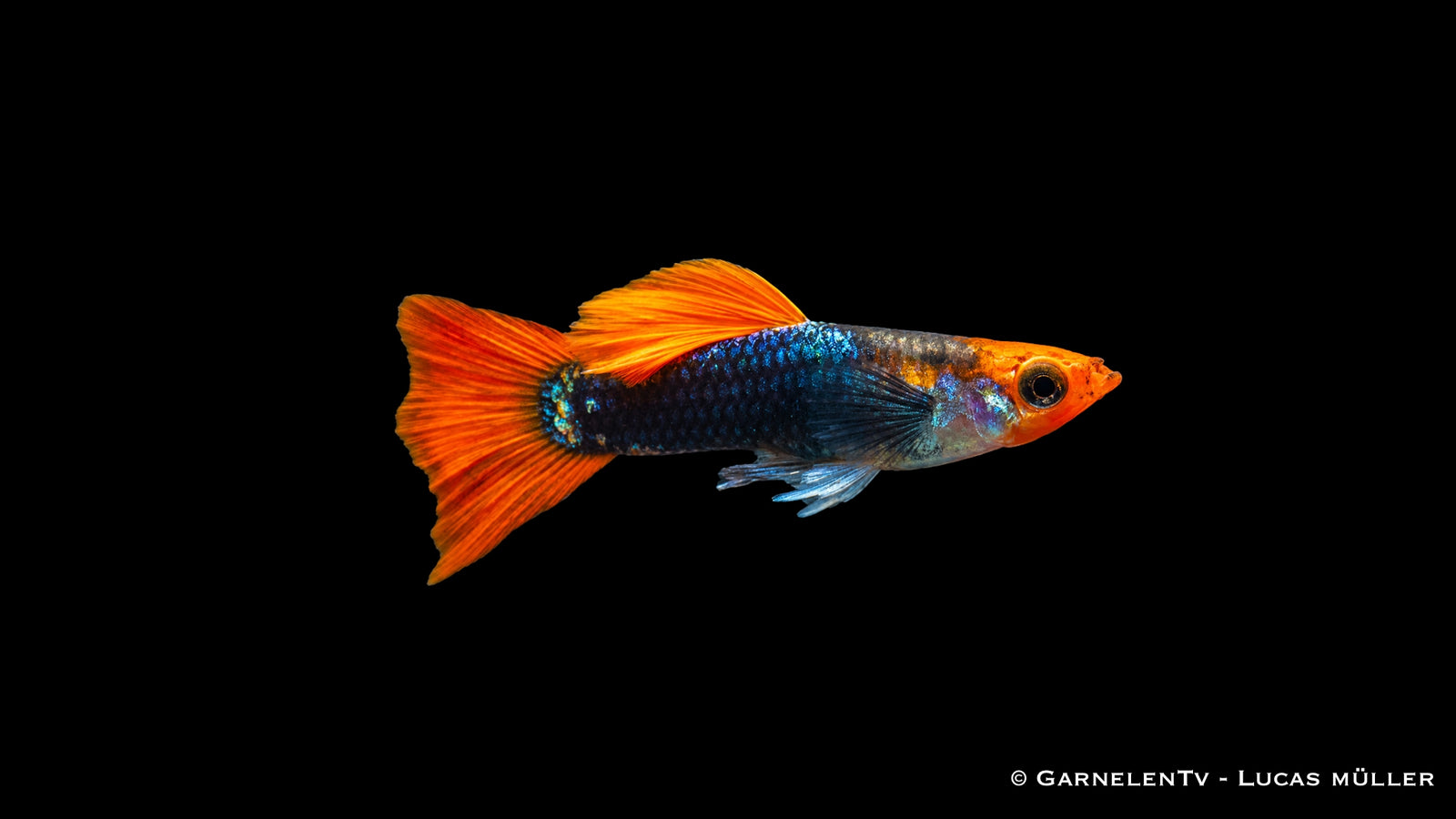 Guppy Männchen "koi tuxedo" - Poecilia reticulata