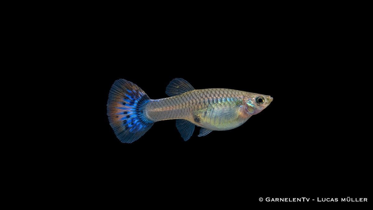 Farbenfrohe Guppy Mix Weibchen – ideales Zierfischpaar