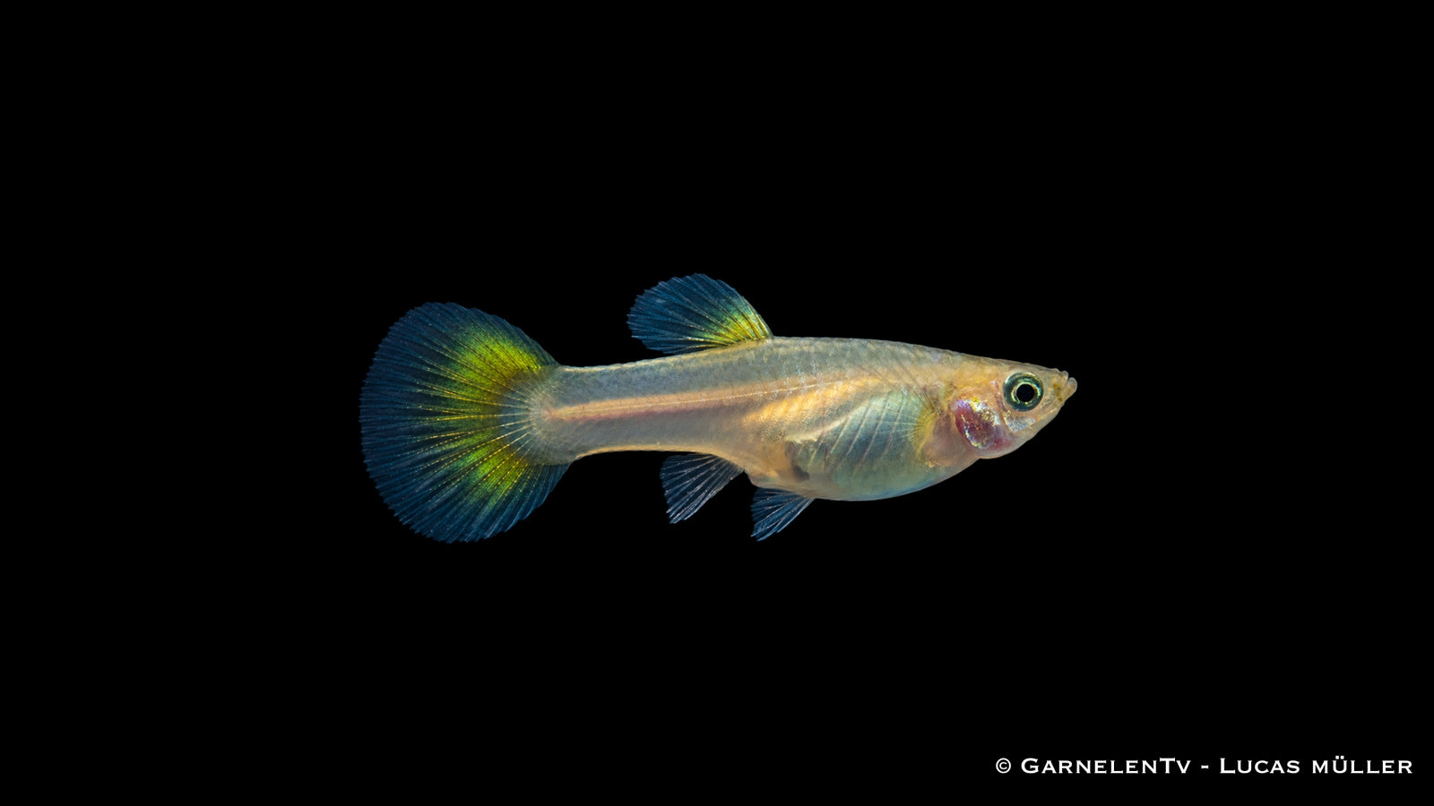 Farbenfrohe Guppy Mix Weibchen – ideales Zierfischpaar
