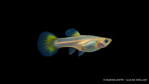 Weiblicher Guppy Mix – Poecilia reticulata im Aquarium