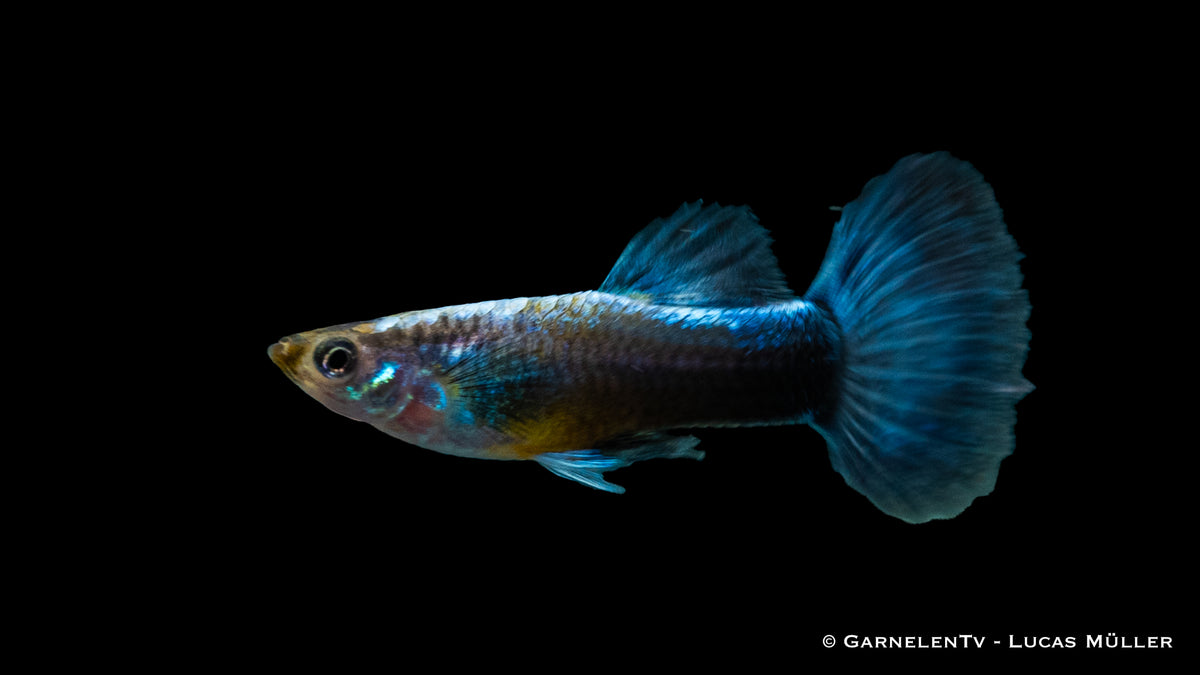 Guppy männlich neon blau - Poecilia reticulata