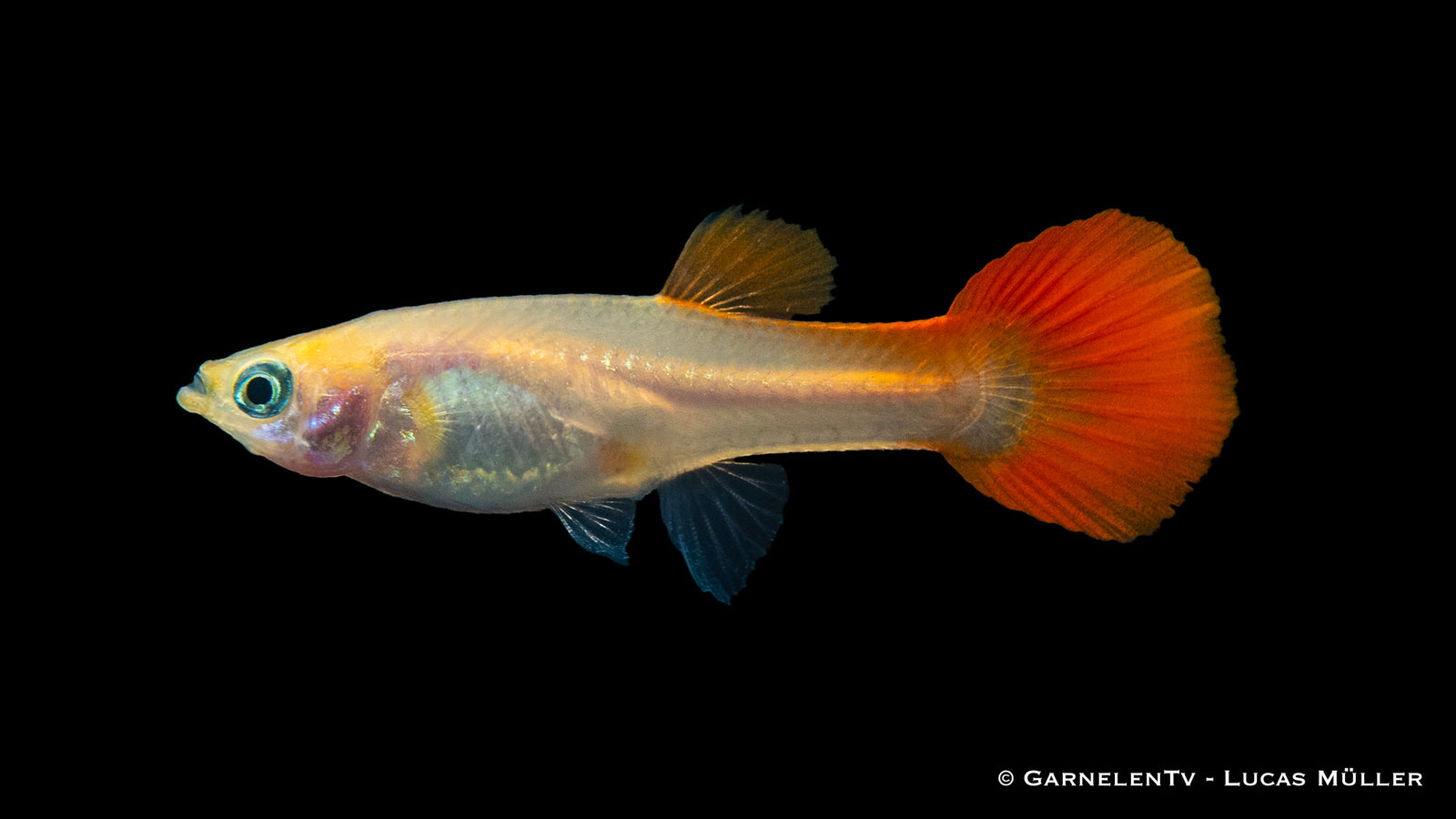 Guppy Weibchen Red Blond swimming in an aquarium
