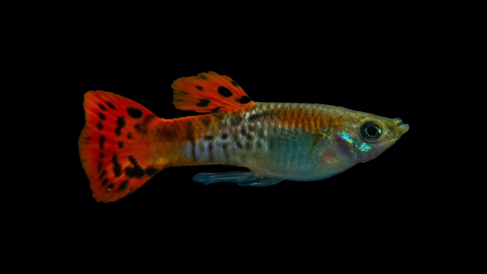 Guppy Männlich Cobra Red Poecilia reticulata