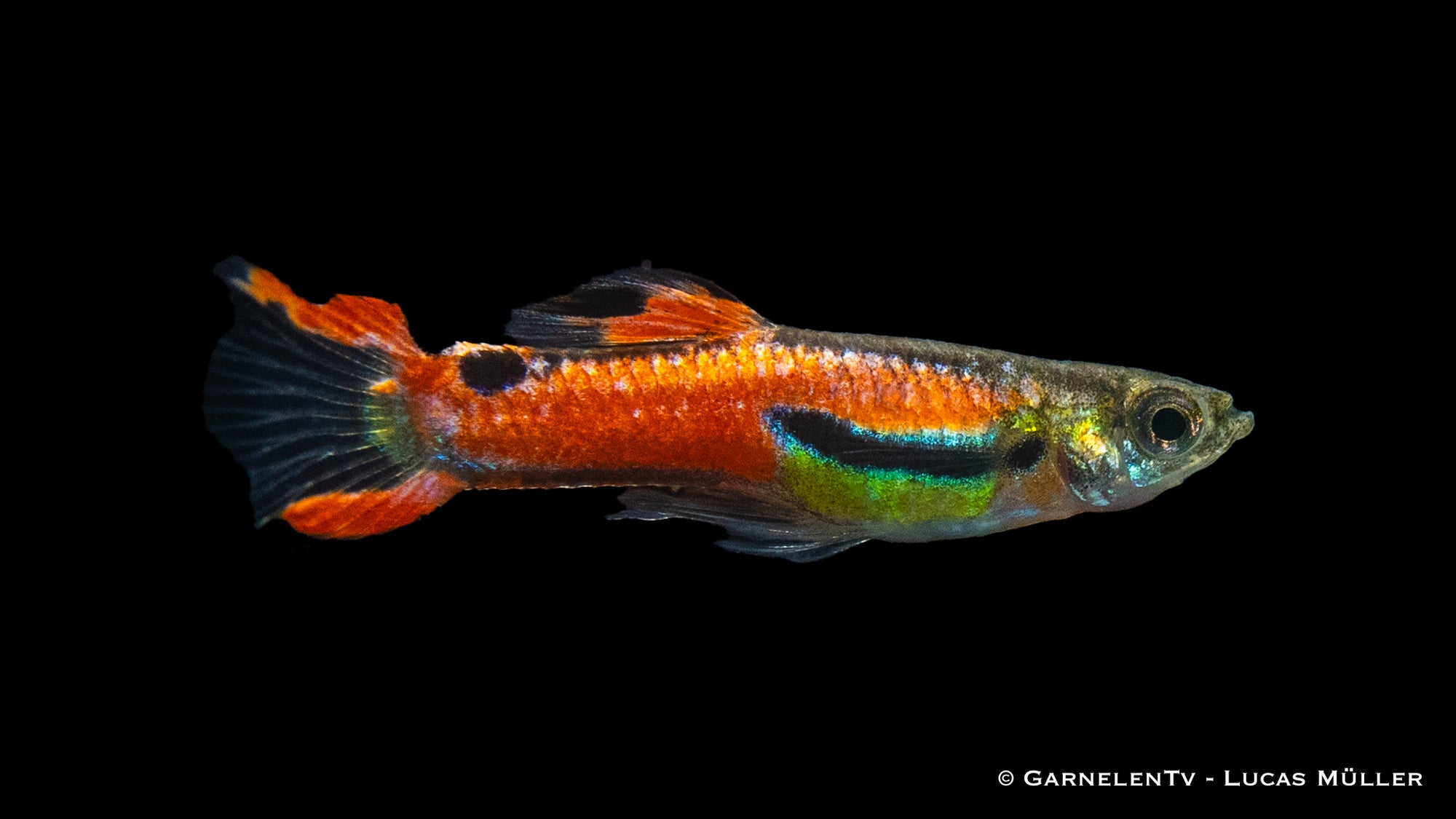 Endler Guppy "Red Scarlett" (Poecilia wingei) mit leuchtendem Rot