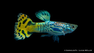 Poecilia reticulata Snakeskin Guppy showcasing its colors