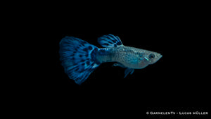 Guppy Snakeskin Blau – Eleganter Aquarienfisch mit Schlangenhautmuster