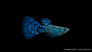 Guppy Snakeskin Blau – Schwarmfisch für tropische Aquarien