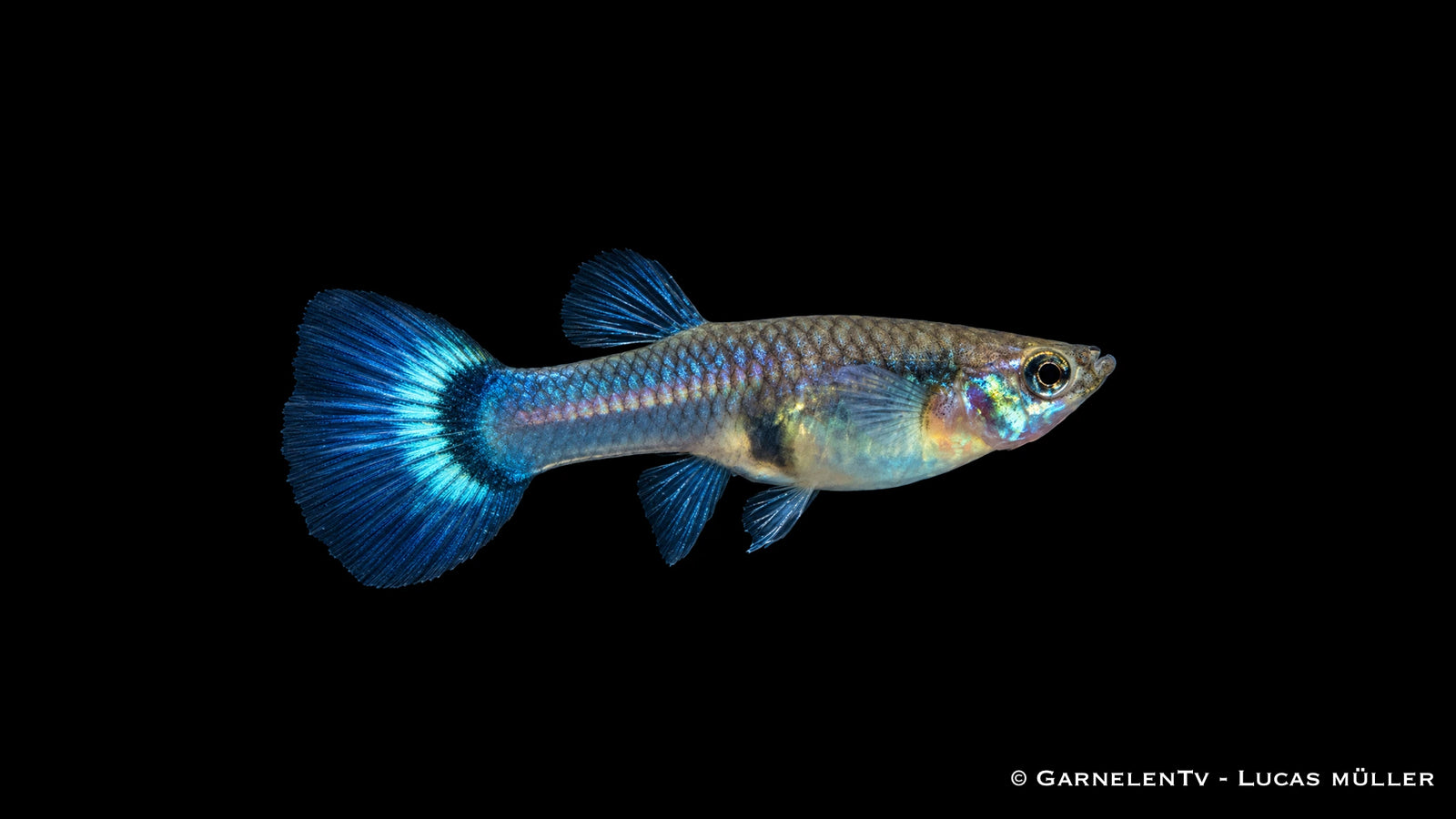 Guppy Weibchen Blau - Poecilia reticulata
