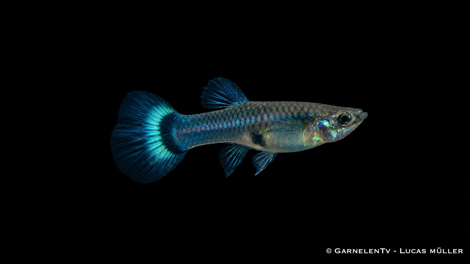 Guppy Weibchen Blau - Poecilia reticulata
