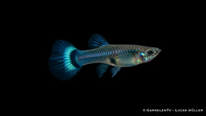 Guppy Weibchen Blau - Poecilia reticulata