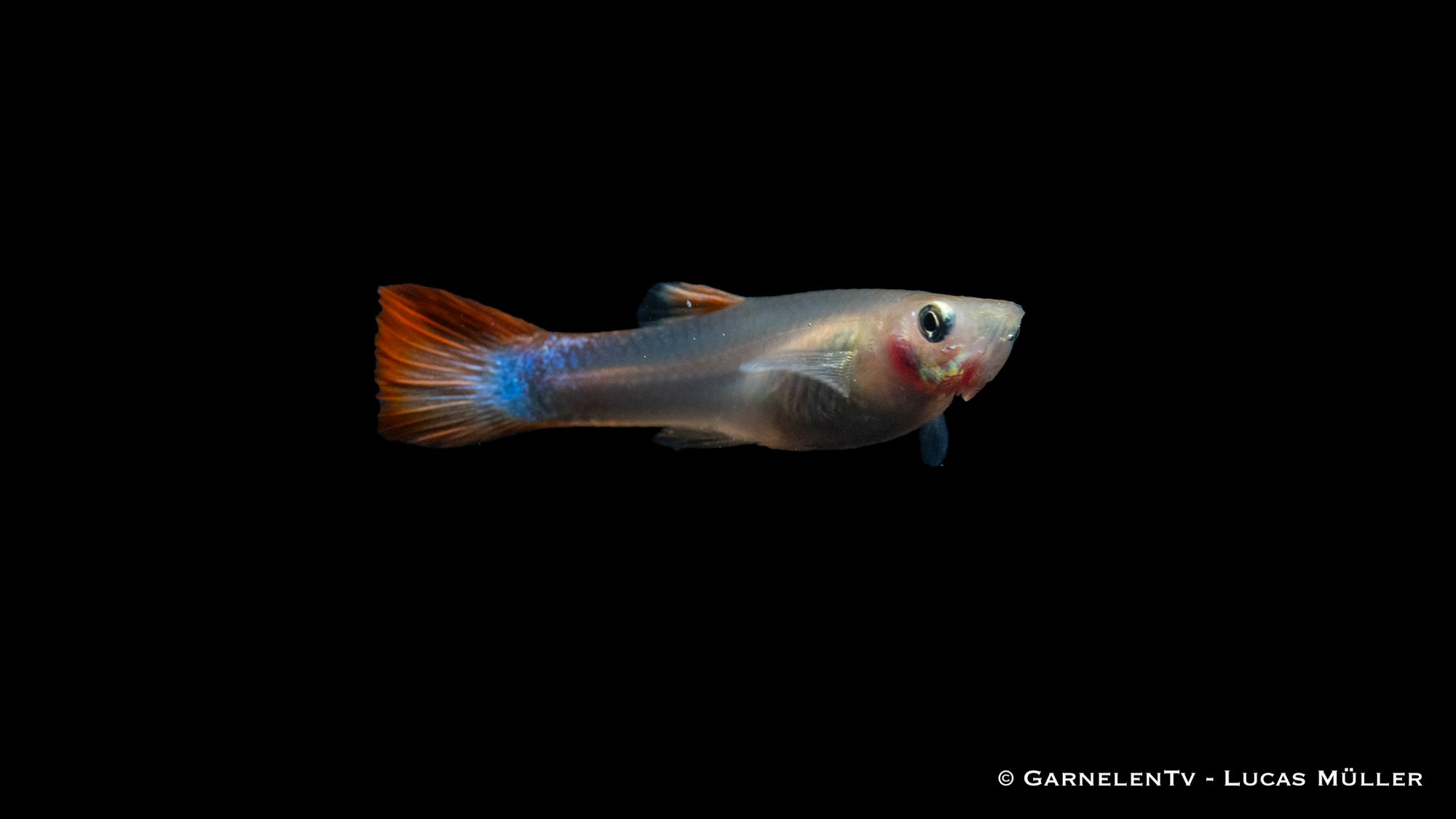 Guppy Weibchen Flame mit leuchtend roter Färbung