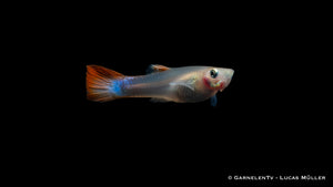 Guppy Weibchen Flame mit leuchtend roter Färbung