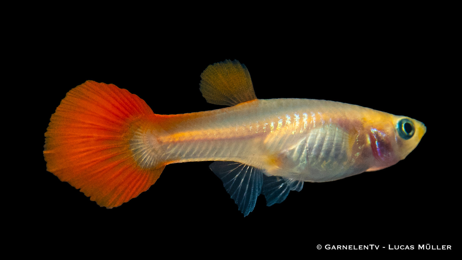 Guppy Weibchen Red Blond swimming in an aquarium
