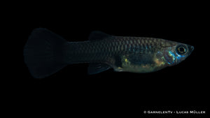 Guppy Weibchen Schwarz Tuxedo