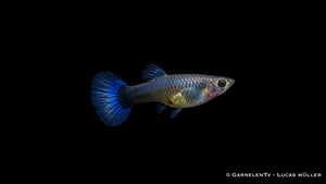 Guppy Weibchen "Neon Blau" - Poecilia reticulata