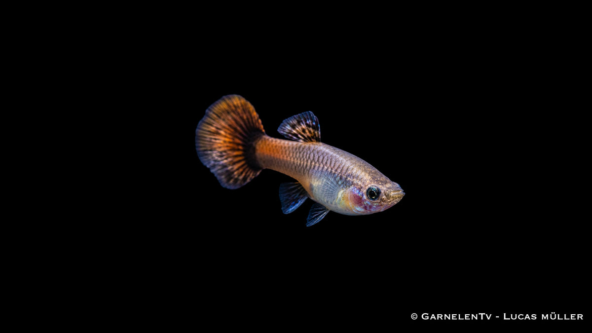 Guppy Weiblich "purple flame" - Poecilia reticulata