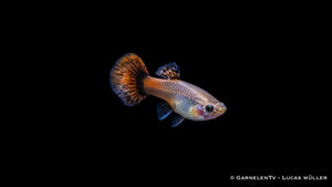 Guppy Weiblich "purple flame" - Poecilia reticulata
