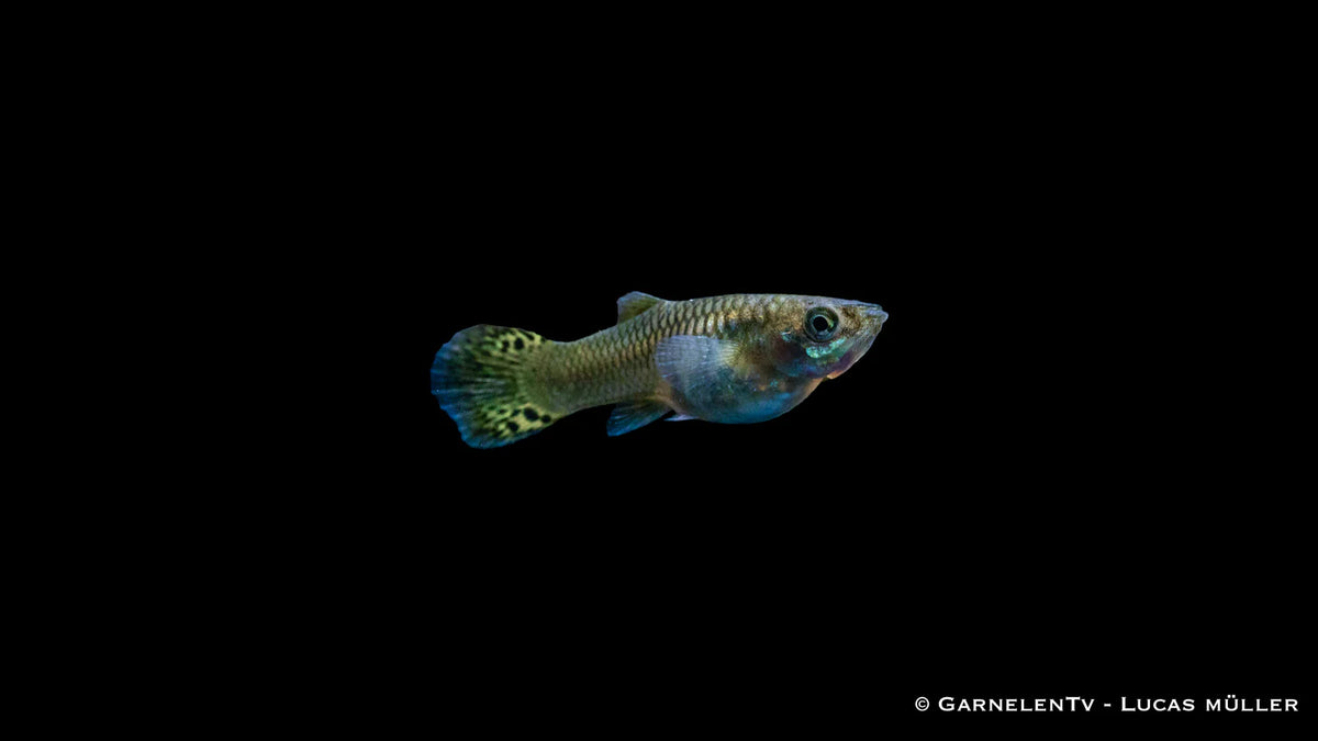 Guppy weiblich Snakeskin Grün  -  Poecilia reticulata