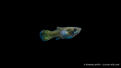 Guppy weiblich Snakeskin Grün  -  Poecilia reticulata