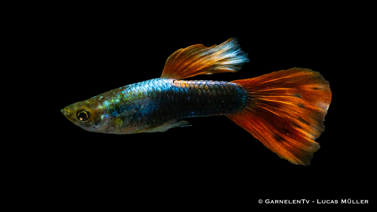Guppy männlich "Rot Tuxedo" mit leuchtend rotem Körper