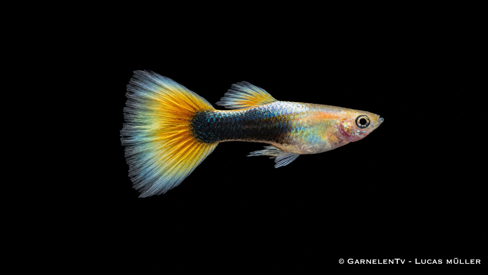 Guppy männlich Gold Tuxedo - Poecilia reticulata