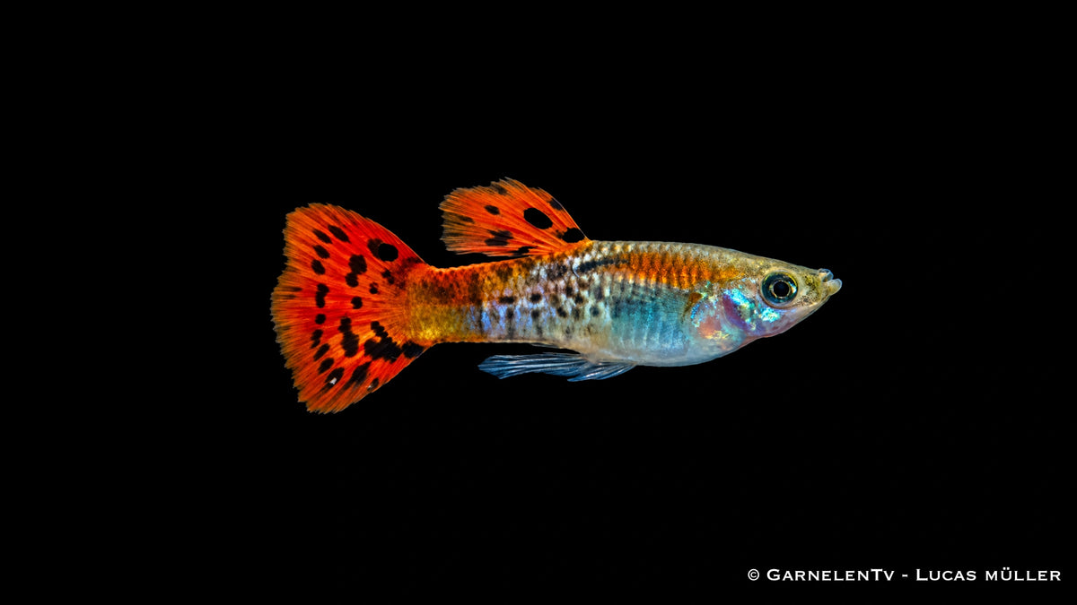 Guppy männlich cobra red - Poecilia reticulata