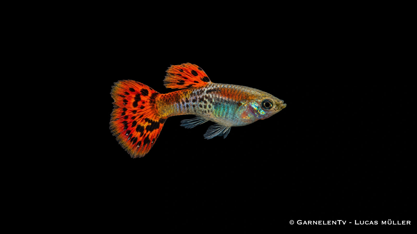 Guppy männlich cobra red - Poecilia reticulata