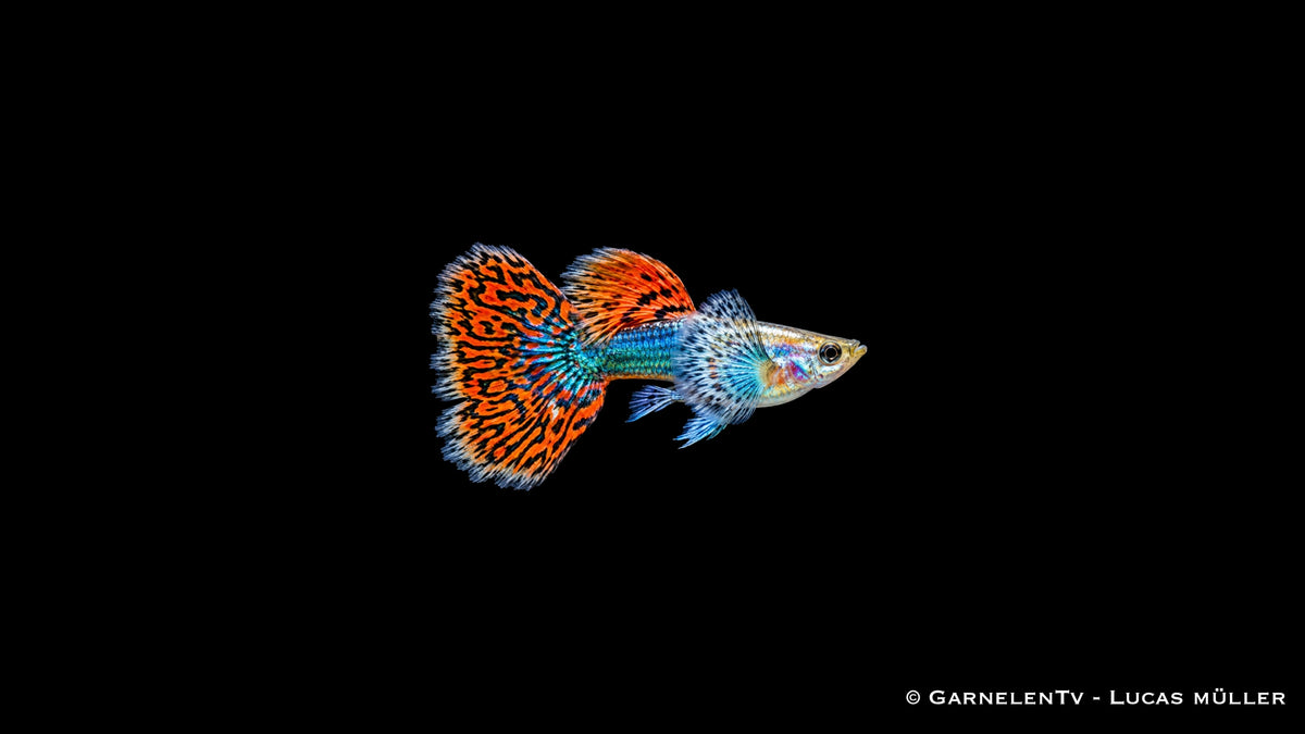 Guppy männlich dumbo red dragon - Poecilia reticulata