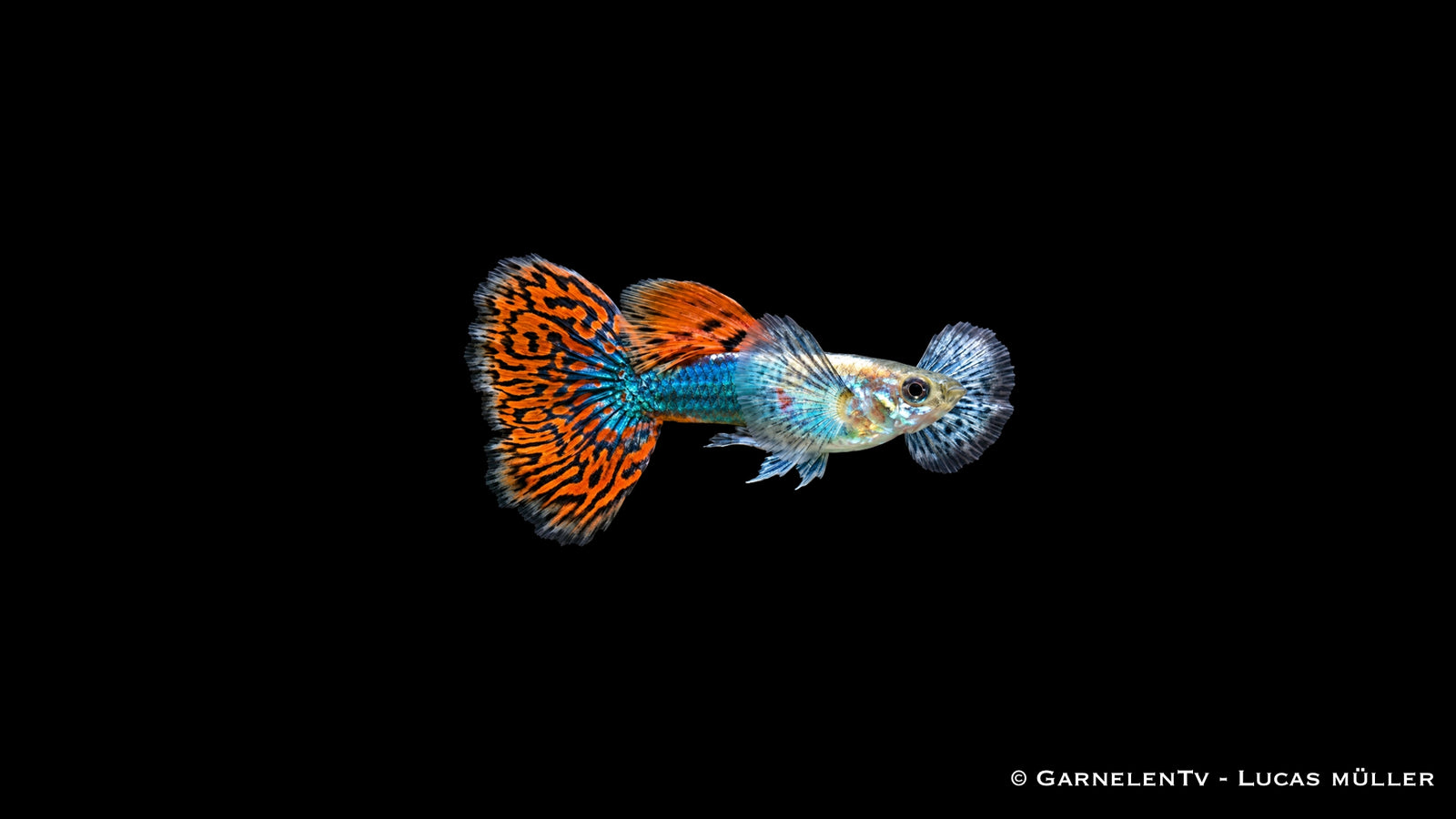Männlicher Dumbo Red Dragon Guppy Poecilia reticulata mit roten Flossen, breiten Brustflossen und auffälliger Dragon Zeichnung im Aquarium