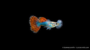 Männlicher Dumbo Red Dragon Guppy Poecilia reticulata mit roten Flossen, breiten Brustflossen und auffälliger Dragon Zeichnung im Aquarium