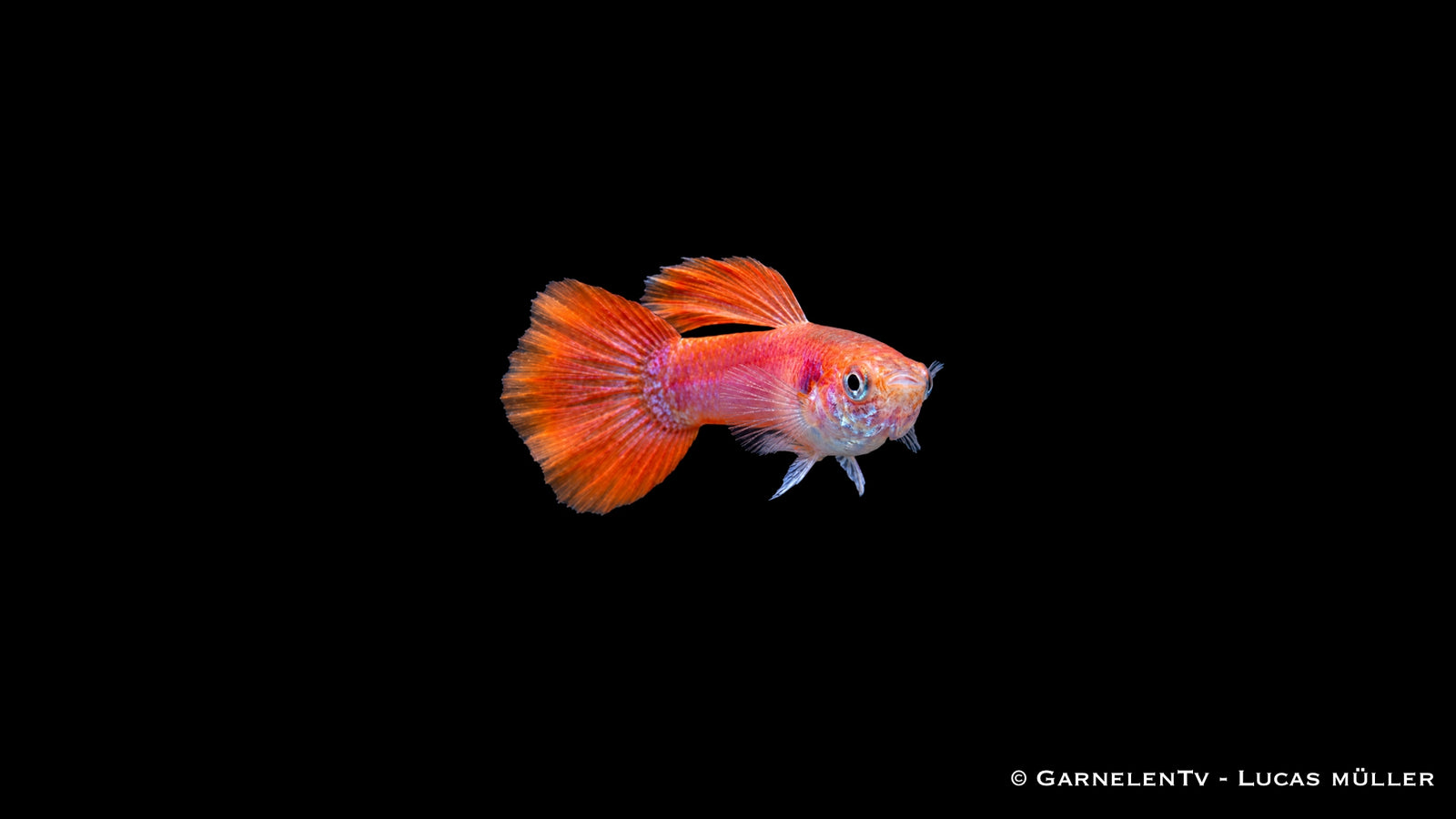 Männlicher Flame Guppy Poecilia reticulata mit leuchtend roter und oranger Flammenzeichnung, schlanker Körperform und auffälliger Schwanzflosse im Aquarium