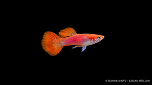 Männlicher Flame Guppy Poecilia reticulata mit leuchtend roter und oranger Flammenzeichnung, schlanker Körperform und auffälliger Schwanzflosse im Aquarium