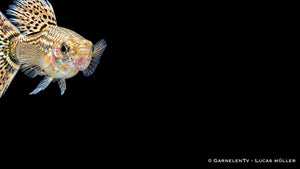 Poecilia reticulata Ivory Cobra als farbenreicher männlicher Guppy mit eleganter Musterung, schlanker Körperform und lebhaftem Schwimmverhalten