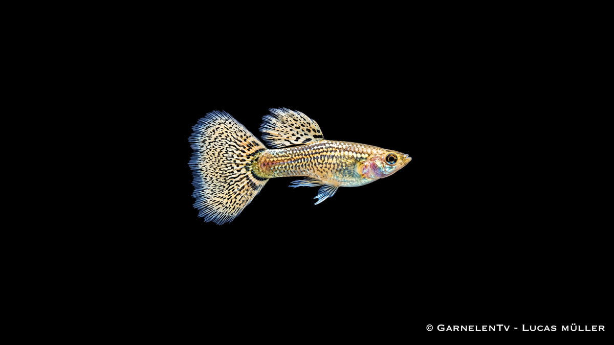 Männlicher Ivory Cobra Guppy Poecilia reticulata mit heller Grundfarbe, feiner Cobra Zeichnung und auffälliger Schwanzflosse im Süßwasseraquarium