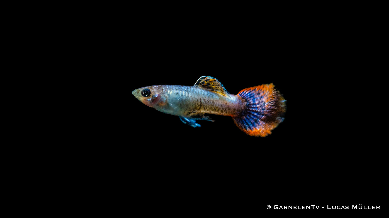 Guppy männlich "Purple Flame" im Aquarium