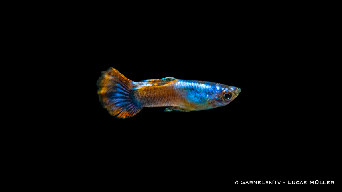Poecilia reticulata &quot;Purple Flame&quot; schwimmend