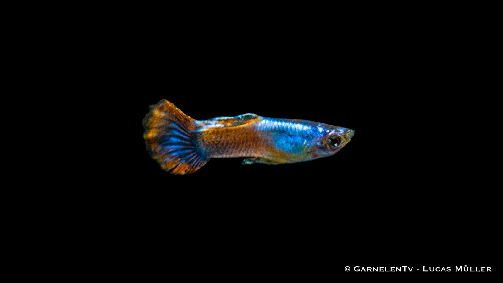 Guppy männlich "Purple Flame" im Aquarium