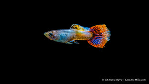 Guppy "Purple Flame" in Gruppenhaltung