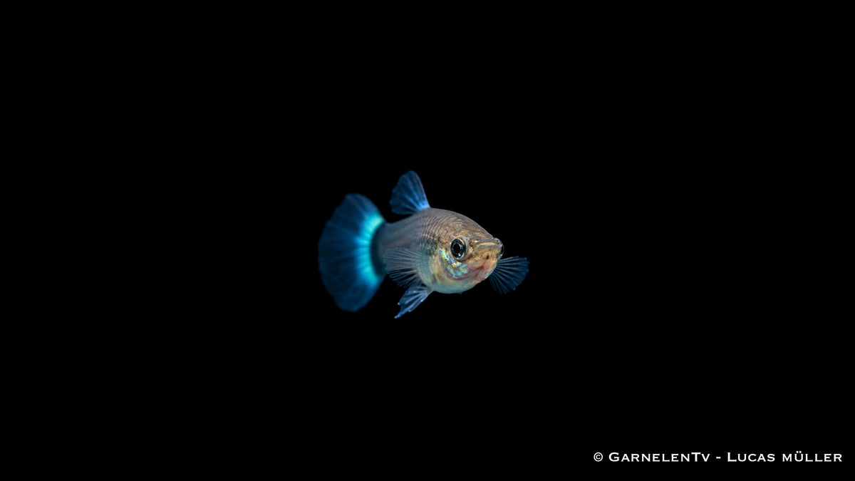 Weiblicher Guppy Blue Glass im Aquarium