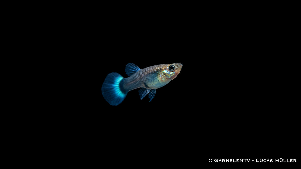 Weiblicher Guppy Blue Glass im Aquarium