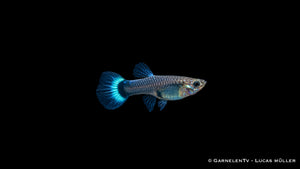 Weiblicher Guppy Blue Glass im Aquarium