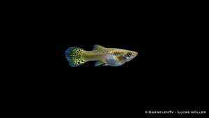 Guppy weiblich Snakeskin Gruen - Poecilia reticulata