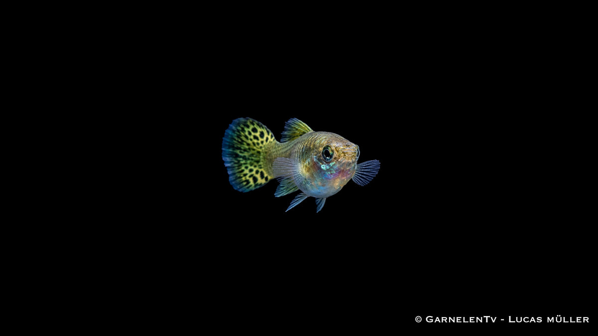 Guppy weiblich Snakeskin Gruen - Poecilia reticulata
