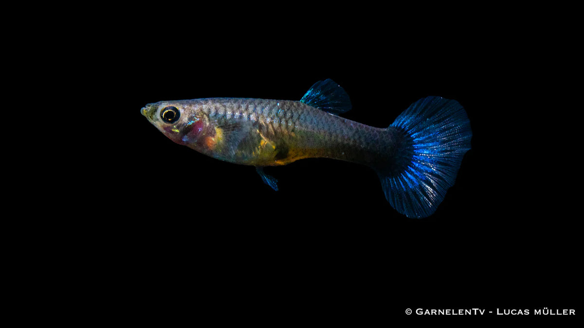 Guppy Weibchen &quot;Neon Blau&quot; - Poecilia reticulata
