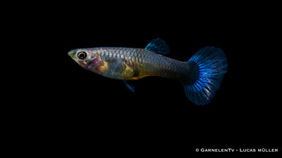 Guppy Weibchen 