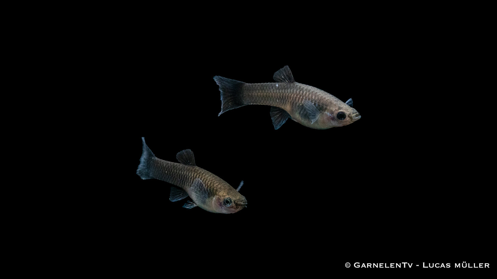 Guppy weiblich blue moskau im Aquarium
