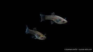Guppy weiblich blue moskau im Aquarium
