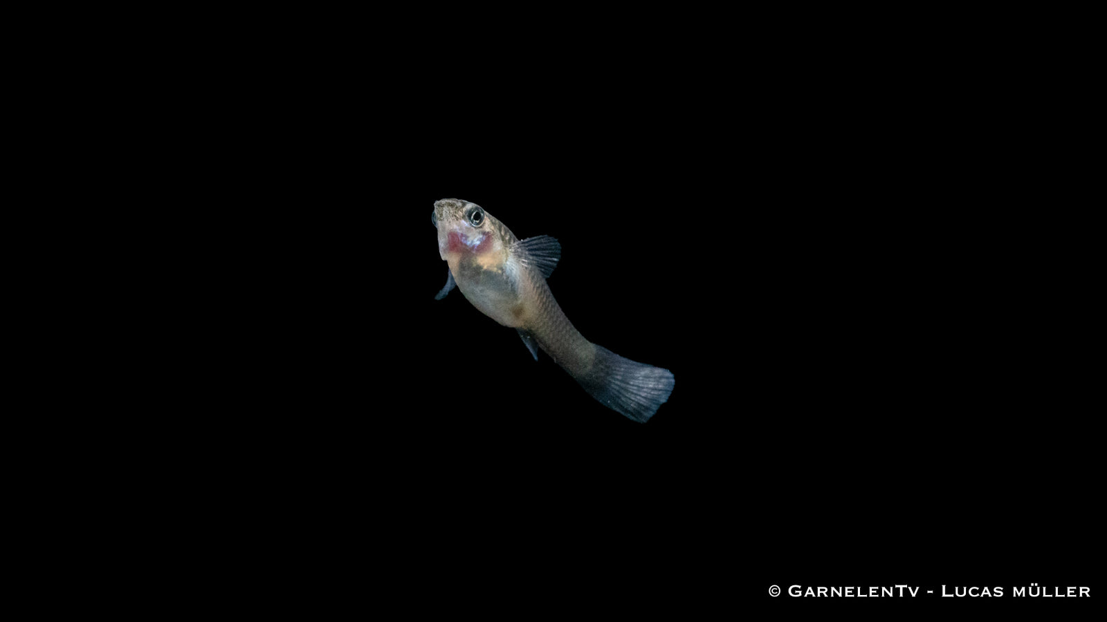 Guppy weiblich blue moskau im Aquarium