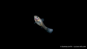 Poecilia reticulata Guppy weiblich blue moskau
