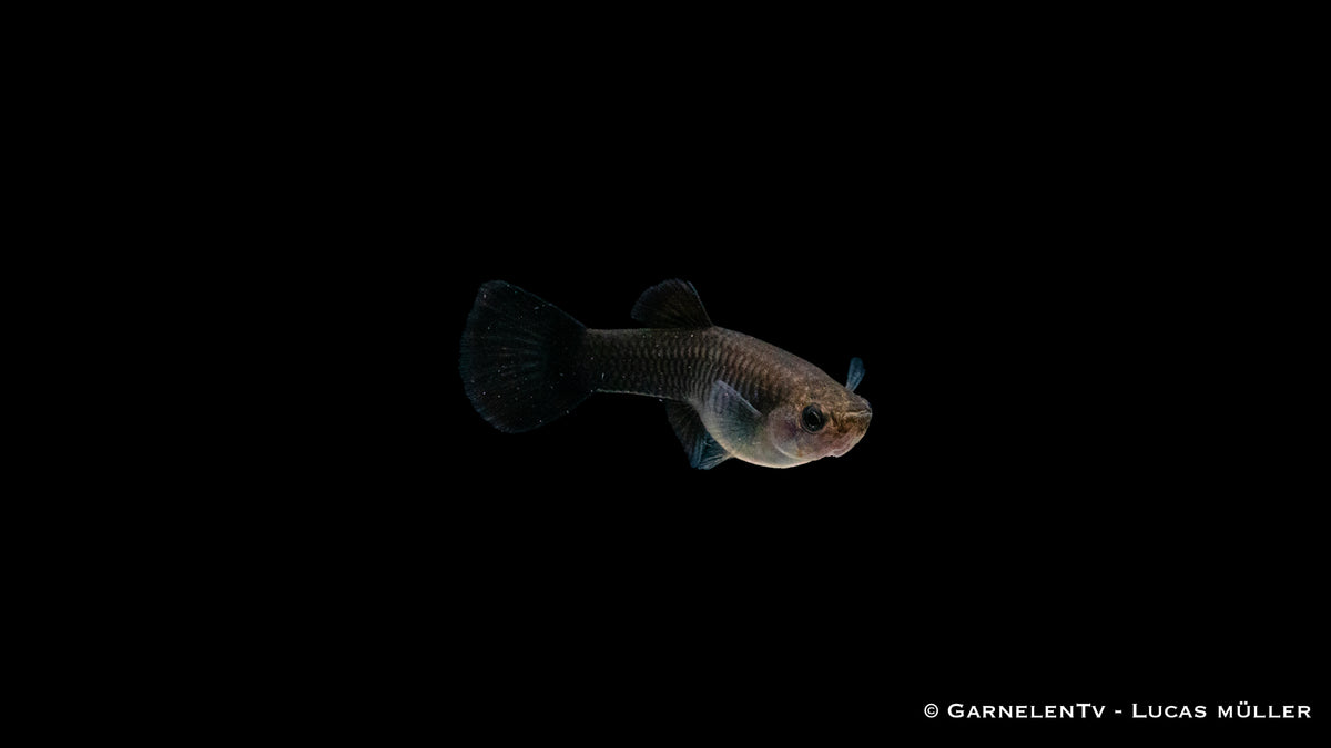 Schwarmfisch Guppy weiblich blue moskau in Gruppenhaltung